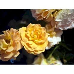 'Goldelse'® Rosa X 'Goldelse'® (Buketrose) A-Kvalitet,- Barrods Roser Min. 3 Grene -Sirius Butik fi4336 rosa goldelse 890a