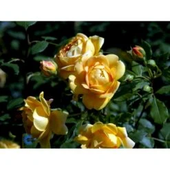 'Golden Celebration' Rosa X 'Golden Celebration' (Engelsk Rose) A-Kvalitet,- Barrods Roser Min. 3 Grene -Sirius Butik fi4338 rosa golden celebration ausgold 6049