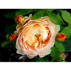 'Golden Celebration' Rosa X 'Golden Celebration' (Engelsk Rose) A-Kvalitet,- Barrods Roser Min. 3 Grene -Sirius Butik fi4338 rosa golden celebration ausgold 6420