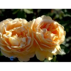 'Golden Celebration' Rosa X 'Golden Celebration' (Engelsk Rose) A-Kvalitet,- Barrods Roser Min. 3 Grene -Sirius Butik fi4338 rosa golden celebration ausgold adaf