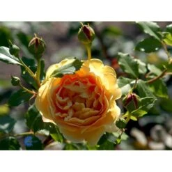 'Golden Celebration' Rosa X 'Golden Celebration' (Engelsk Rose) A-Kvalitet,- Barrods Roser Min. 3 Grene -Sirius Butik fi4338 rosa golden celebration ausgold c517