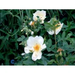 'Golden Wings' Rosa X 'Golden Wings' (Buskrose) A-Kvalitet,- Barrods Roser Min. 3 Grene -Sirius Butik fi4346 rosa golden wings 88b0