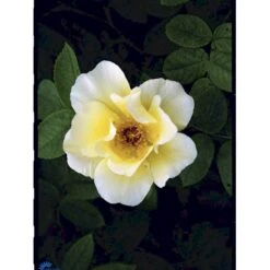 'Golden Wings' Rosa X 'Golden Wings' (Buskrose) A-Kvalitet,- Barrods Roser Min. 3 Grene -Sirius Butik fi4346 rosa golden wings a33a