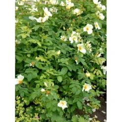 'Golden Wings' Rosa X 'Golden Wings' (Buskrose) A-Kvalitet,- Barrods Roser Min. 3 Grene -Sirius Butik fi4346 rosa golden wings a596