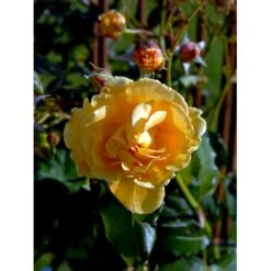 'Goldener Olymp'® Rosa X 'Goldener Olymp'® (Slyngrose) A-Kvalitet,- Barrods Roser Min. 3 Grene -Sirius Butik fi4347 rosa goldener olymp 9d3b