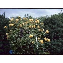 'Goldener Olymp'® Rosa X 'Goldener Olymp'® (Slyngrose) A-Kvalitet,- Barrods Roser Min. 3 Grene -Sirius Butik fi4347 rosa goldener olymp e871