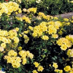 'Goldmarie 82'® Rosa X 'Goldmarie 82'® (Buketrose) A-Kvalitet,- Barrods Roser Min. 3 Grene -Sirius Butik fi4349 rosa goldmarie 82 565f