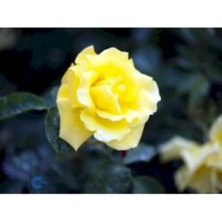 'Goldstern'® Rosa Kordesii 'Goldstern'® (Slyngrose) A-Kvalitet,- Barrods Roser Min. 3 Grene -Sirius Butik fi4352 rosa goldstern 6d64