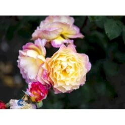 'Gorgeous'™ Rosa X 'Gorgeous'™ (Storblomstrende) A-Kvalitet,- Barrods Roser Min. 3 Grene 11 'Gorgeous'™ Rosa X 'Gorgeous'™ (Storblomstrende) A-Kvalitet,- Barrods Roser Min. 3 Grene -Sirius Butik fi4353 rosa gorgeous poulpmt009 n e22e