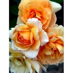 'Grace'™ Rosa X 'Grace'™ (Engelsk Rose) A-Kvalitet,- Barrods Roser Min. 3 Grene -Sirius Butik fi4355 rosa grace auskeppy 366e