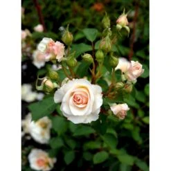 'Grace'™ Rosa X 'Grace'™ (Engelsk Rose) A-Kvalitet,- Barrods Roser Min. 3 Grene -Sirius Butik fi4355 rosa grace auskeppy 71fd
