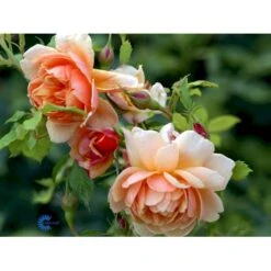 'Grace'™ Rosa X 'Grace'™ (Engelsk Rose) A-Kvalitet,- Barrods Roser Min. 3 Grene -Sirius Butik fi4355 rosa grace auskeppy 7c6e