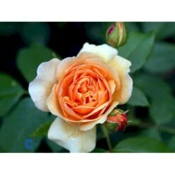 'Grace'™ Rosa X 'Grace'™ (Engelsk Rose) A-Kvalitet,- Barrods Roser Min. 3 Grene -Sirius Butik fi4355 rosa grace auskeppy 82e9