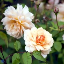 'Grace'™ Rosa X 'Grace'™ (Engelsk Rose) A-Kvalitet,- Barrods Roser Min. 3 Grene -Sirius Butik fi4355 rosa grace auskeppy a946