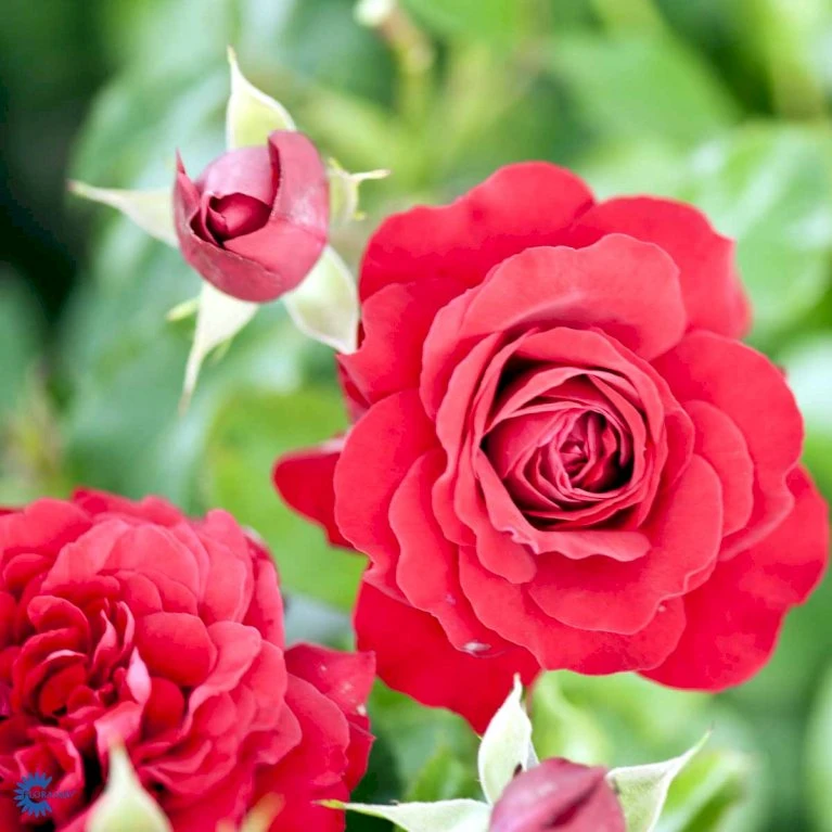 'Grand Award'™ Rosa X 'Grand Award'™ (Slyngrose) A-Kvalitet,- Barrods Roser Min. 3 Grene 9 'Grand Award'™ Rosa X 'Grand Award'™ (Slyngrose) A-Kvalitet,- Barrods Roser Min. 3 Grene - Billede 9