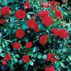 'Grand Hotel' Rosa X 'Grand Hotel' (Slyngrose) A-Kvalitet,- Barrods Roser Min. 3 Grene -Sirius Butik fi4362 rosa grand hotel 285f