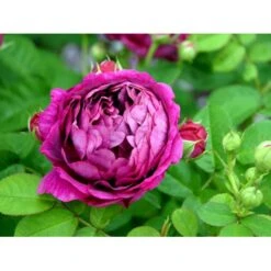 'Great Western' Rosa Bourboniana 'Great Western' (Bourbonrose) A-Kvalitet,- Barrods Roser Min. 3 Grene 5 'Great Western' Rosa Bourboniana 'Great Western' (Bourbonrose) A-Kvalitet,- Barrods Roser Min. 3 Grene -Sirius Butik fi4365 rosa great western 8c33
