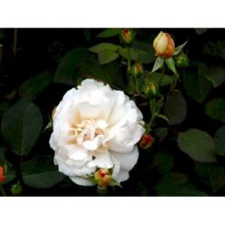 'Gruss An Aachen' Rosa X 'Gruss An Aachen' (Storblomstrende) A-Kvalitet,- Barrods Roser Min. 3 Grene -Sirius Butik fi4372 rosa gruss an aachen a539