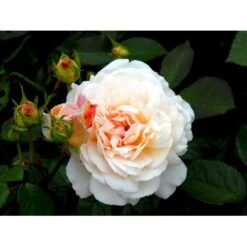'Gruss An Aachen' Rosa X 'Gruss An Aachen' (Storblomstrende) A-Kvalitet,- Barrods Roser Min. 3 Grene -Sirius Butik fi4372 rosa gruss an aachen c2f3