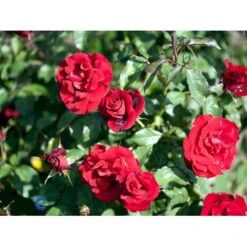 'H.C. Andersen'™ Rosa X 'H.C. Andersen'™ (Buketrose) A-Kvalitet,- Barrods Roser Min. 3 Grene -Sirius Butik fi4379 rosa h c andersen poulander 1b22