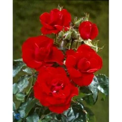'H.C. Andersen'™ Rosa X 'H.C. Andersen'™ (Buketrose) A-Kvalitet,- Barrods Roser Min. 3 Grene -Sirius Butik fi4379 rosa h c andersen poulander 20be