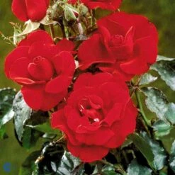 'H.C. Andersen'™ Rosa X 'H.C. Andersen'™ (Buketrose) A-Kvalitet,- Barrods Roser Min. 3 Grene -Sirius Butik fi4379 rosa h c andersen poulander 8f98