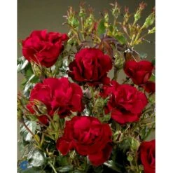 'H.C. Andersen'™ Rosa X 'H.C. Andersen'™ (Buketrose) A-Kvalitet,- Barrods Roser Min. 3 Grene -Sirius Butik fi4379 rosa h c andersen poulander 92c5