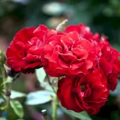 'H.C. Andersen'™ Rosa X 'H.C. Andersen'™ (Buketrose) A-Kvalitet,- Barrods Roser Min. 3 Grene -Sirius Butik fi4379 rosa h c andersen poulander a6df