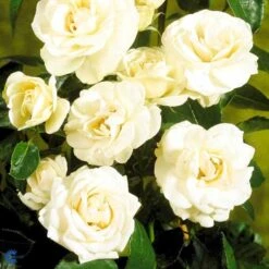 'Hampton™ Palace®' Rosa X 'Hampton™ Palace®' (Palacerose) A-Kvalitet,- Barrods Roser Min. 3 Grene -Sirius Butik fi4384 rosa hampton poulgret n d93a