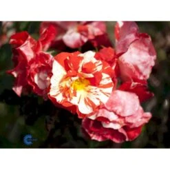 'Hanky Panky' Rosa X 'Hanky Panky' (Buketrose) A-Kvalitet,- Barrods Roser Min. 3 Grene -Sirius Butik fi4385 rosa hanky panky 88af