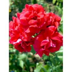 'Hanne' Rosa X 'Hanne' (Storblomstrende) A-Kvalitet,- Barrods Roser Min. 3 Grene -Sirius Butik fi4386 rosa hanne 1268