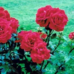 'Hanne' Rosa X 'Hanne' (Storblomstrende) A-Kvalitet,- Barrods Roser Min. 3 Grene -Sirius Butik fi4386 rosa hanne dab6