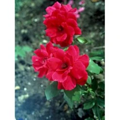 'Hanne' Rosa X 'Hanne' (Storblomstrende) A-Kvalitet,- Barrods Roser Min. 3 Grene -Sirius Butik fi4386 rosa hanne f6e5