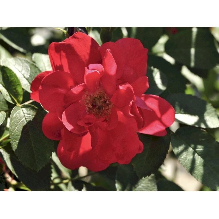 Rynket Rose 'Hansaland'® Rosa Rugosa 'Hansaland'® A-Kvalitet,- Barrods Roser Min. 3 Grene 6 Rynket Rose 'Hansaland'® Rosa Rugosa 'Hansaland'® A-Kvalitet,- Barrods Roser Min. 3 Grene - Billede 6