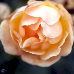 'Hansestadt Rostock'® Rosa X 'Hansestadt Rostock'® (Buketrose) A-Kvalitet,- Barrods Roser Min. 3 Grene -Sirius Butik fi4390 rosa hansastadt rostock 3d85