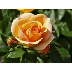 'Hansestadt Rostock'® Rosa X 'Hansestadt Rostock'® (Buketrose) A-Kvalitet,- Barrods Roser Min. 3 Grene -Sirius Butik fi4390 rosa hansastadt rostock 586b