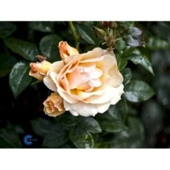 'Hansestadt Rostock'® Rosa X 'Hansestadt Rostock'® (Buketrose) A-Kvalitet,- Barrods Roser Min. 3 Grene -Sirius Butik fi4390 rosa hansastadt rostock d751