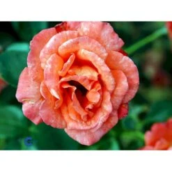 'Alexander' Rosa X 'Alexander' (storblomstrende) A-Kvalitet,- Barrods Roser Min. 3 Grene -Sirius Butik fi4395 rosa harlex 3d2c