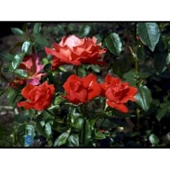 'Alexander' Rosa X 'Alexander' (storblomstrende) A-Kvalitet,- Barrods Roser Min. 3 Grene -Sirius Butik fi4395 rosa harlex 5479