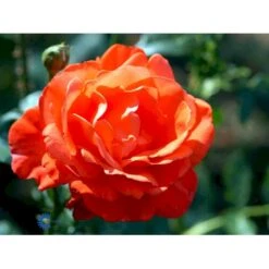 'Alexander' Rosa X 'Alexander' (storblomstrende) A-Kvalitet,- Barrods Roser Min. 3 Grene -Sirius Butik fi4395 rosa harlex b494