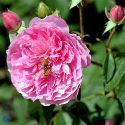 'Harlow Carr' Rosa X 'Harlow Carr' (Engelsk Rose) A-Kvalitet,- Barrods Roser Min. 3 Grene -Sirius Butik fi4396 rosa harlow carr aushouse 022c