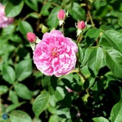 'Harlow Carr' Rosa X 'Harlow Carr' (Engelsk Rose) A-Kvalitet,- Barrods Roser Min. 3 Grene -Sirius Butik fi4396 rosa harlow carr aushouse 3119