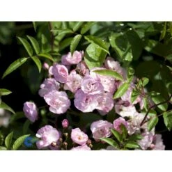 'Heavenly Pink' Rosa X 'Heavenly Pink' (Buskrose) A-Kvalitet,- Barrods Roser Min. 3 Grene -Sirius Butik fi4407 rosa heavenly pink 5886