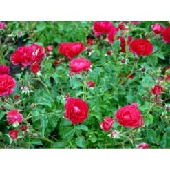 Bunddækkende Rose Rosa 'Heidefeuer®' 3,0 Liter Potte -Sirius Butik fi4410 rosa heidefeuer 1f7b