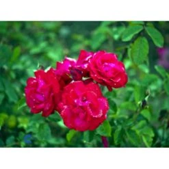'Heidelberg'® Rosa Kordesii 'Heidelberg'® (Slyngrose) A-Kvalitet,- Barrods Roser Min. 3 Grene -Sirius Butik fi4412 rosa heidelberg 552b
