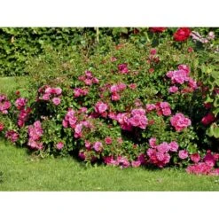 'Heidetraum' Rosa X 'Heidetraum' (Bunddækkerose) A-Kvalitet,- Barrods Roser Min. 3 Grene -Sirius Butik fi4415 rosa heidetraum 73a3