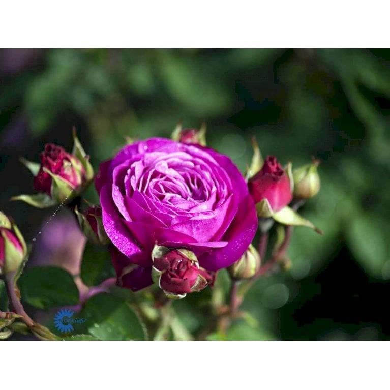 'Heidi Klum® Rose' Rosa X 'Heidi Klum® Rose' (Storblomstrende) A-Kvalitet,- Barrods Roser Min. 3 Grene 6 'Heidi Klum® Rose' Rosa X 'Heidi Klum® Rose' (Storblomstrende) A-Kvalitet,- Barrods Roser Min. 3 Grene - Billede 6