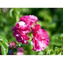 'Henry Kelsey' Rosa Kordesii 'Henry Kelsey' (Slyngrose) A-Kvalitet,- Barrods Roser Min. 3 Grene 5 'Henry Kelsey' Rosa Kordesii 'Henry Kelsey' (Slyngrose) A-Kvalitet,- Barrods Roser Min. 3 Grene -Sirius Butik fi4423 rosa henry kelsey b5f1