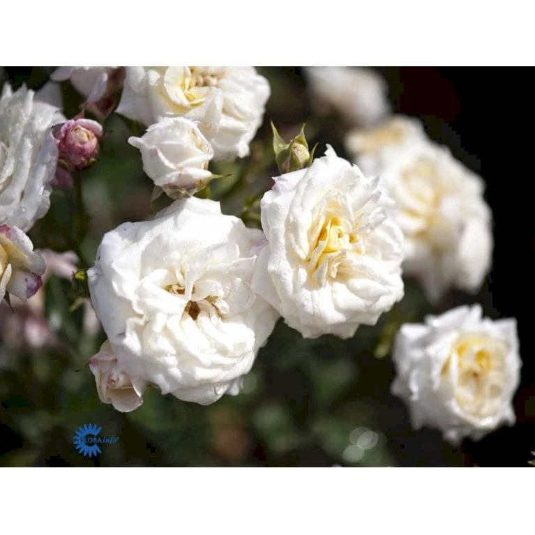 'Honeymilk'® Rosa X 'Honeymilk'® (Bunddækkerose) A-Kvalitet,- Barrods Roser Min. 3 Grene 5 'Honeymilk'® Rosa X 'Honeymilk'® (Bunddækkerose) A-Kvalitet,- Barrods Roser Min. 3 Grene - Billede 5