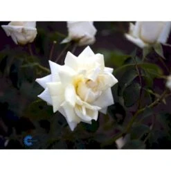 'Ilse Krohn Superior'® Rosa Kordesii 'Ilse Krohn Superior'® (Slyngrose) A-Kvalitet,- Barrods Roser Min. 3 Grene 16 'Ilse Krohn Superior'® Rosa Kordesii 'Ilse Krohn Superior'® (Slyngrose) A-Kvalitet,- Barrods Roser Min. 3 Grene -Sirius Butik fi4446 rosa ilse krohn superior 01f1